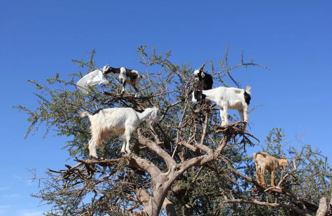 Козы из Марокко, которые умеют лазать по деревьям