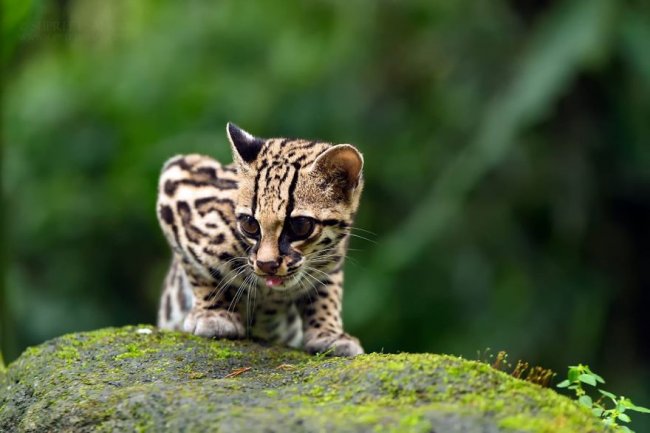30 красивых животных, которых можно встретить в Коста-Рике
