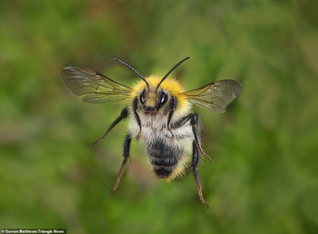 Фотографии пчел. И не только