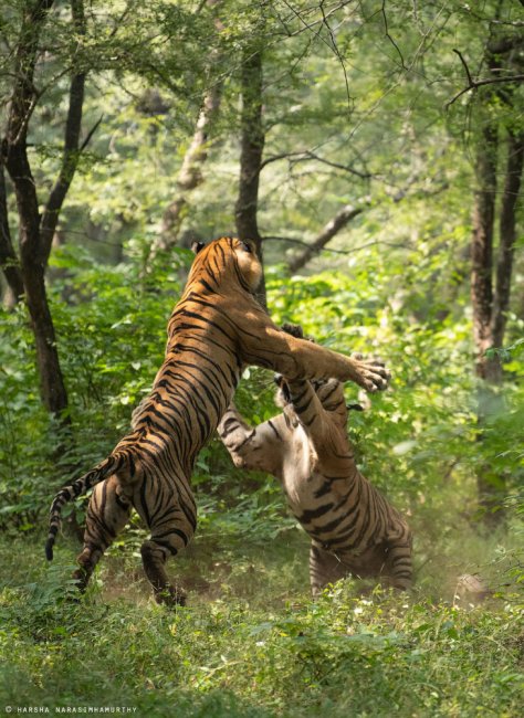 Бой тигров в ​​национальном парке Рантхамбор