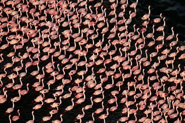 Страна розовых фламинго