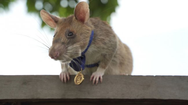 Магава — первая в истории крыса-сапер с золотой медалью