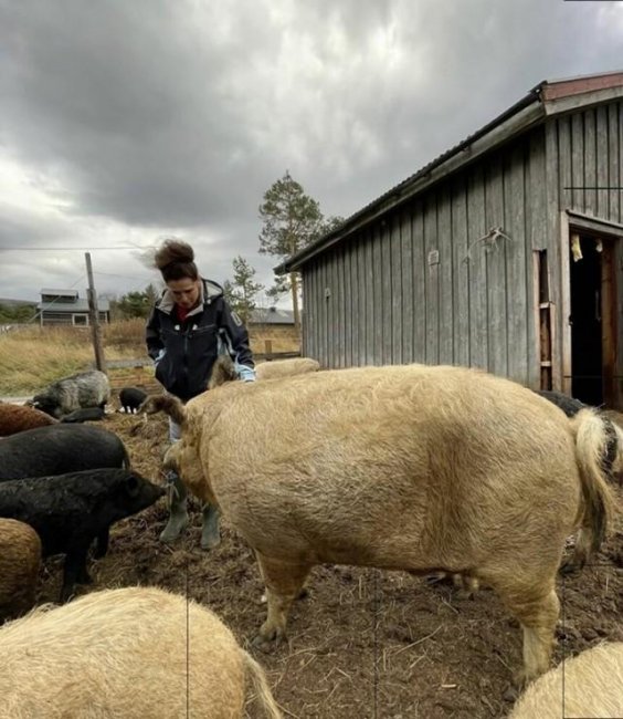 Норвежская блогерша едва не погибла во время селфи с домашней свиньей
