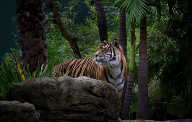 Почему тигр оранжевый