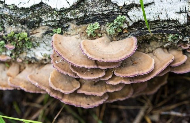 Их-за «сидячего» образа жизни у грибов имеется более 17 тысяч полов