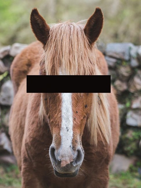 Преступнику, который вступил в интимную связь с лошадью, запретили приближа ...