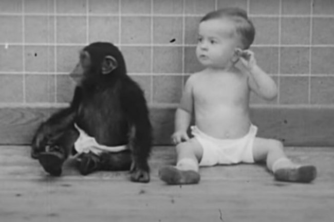Пара растила сына и шимпанзе как брата и сестру, что из этого вышло