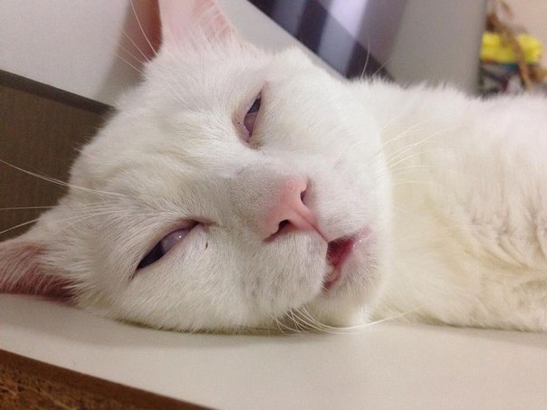 Кошка, которая во сне превращается в монстра