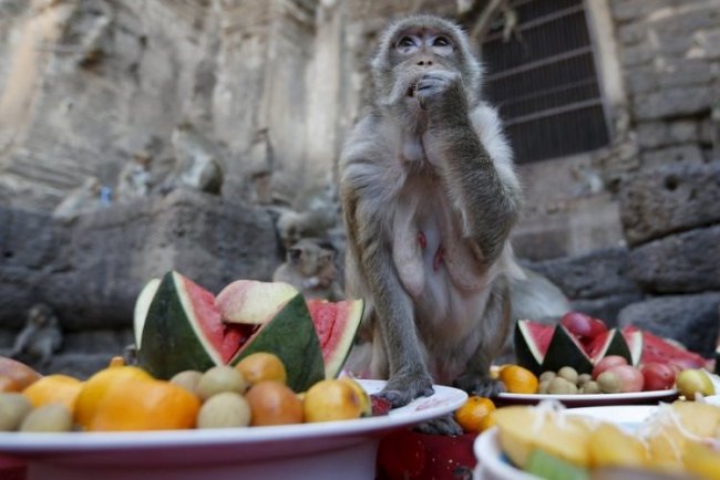 Фестиваль обезьян в Таиланде