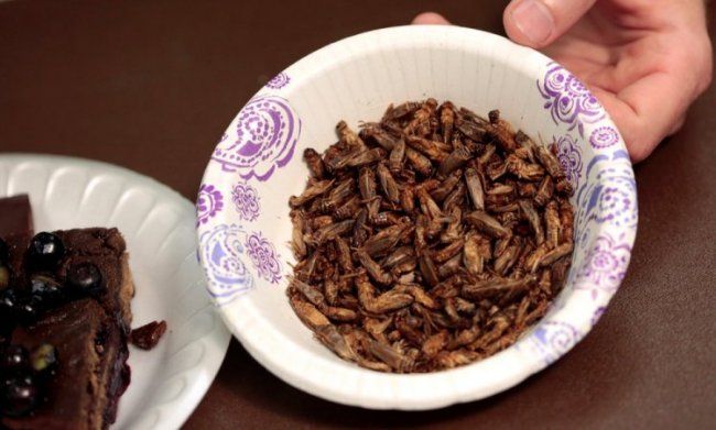 Американцы собираются питаться насекомыми