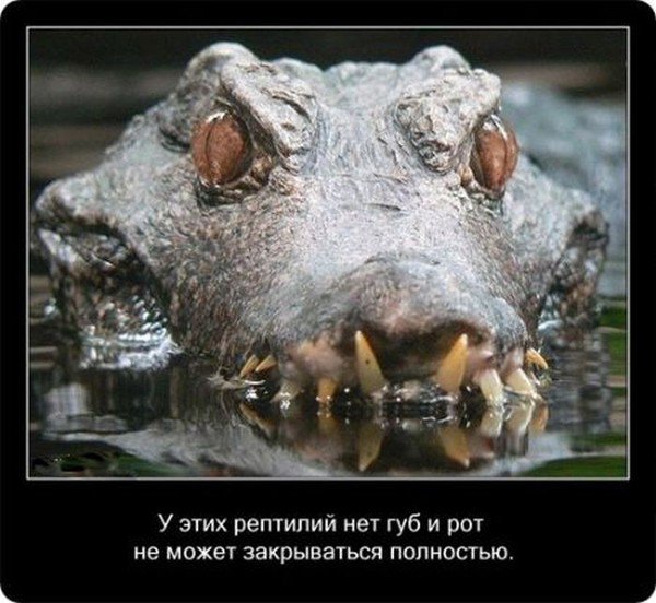 Факты о крокодилах