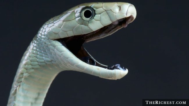 15 тревожных фактов о змеях, которые вы предпочли бы не знать