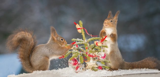 В предвкушении волшебства: рождественские белки на снимках Гирта Веггена