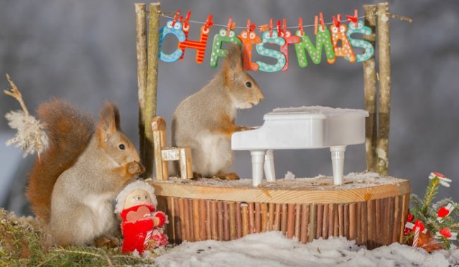 В предвкушении волшебства: рождественские белки на снимках Гирта Веггена