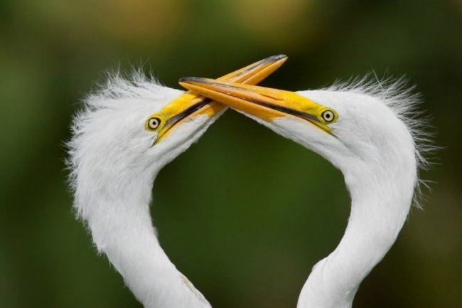 Удивительные снимки птиц