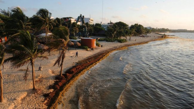 Вонючие водоросли уничтожили пляжный туризм в Мексике