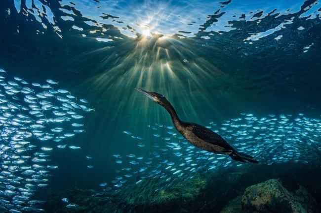 Конкурс подводной фотографии Ocean Art 2019