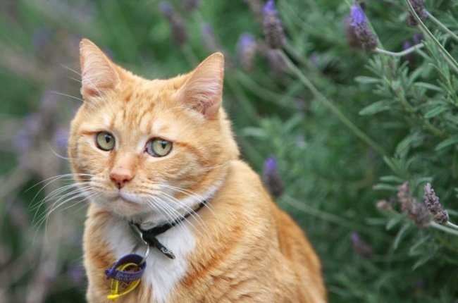 Ученые обвинили кошек в нежелании работать за еду и склонности к 