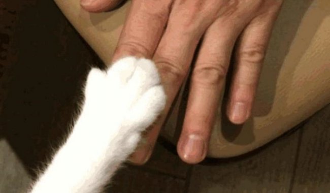 Почему кошки всегда кладут лапу поверх руки человека