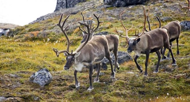 Норвегия отказалась платить 425 млн рублей за съеденный оленями мох на терр ...